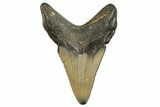 Fossil Megalodon Tooth - North Carolina #331628-1